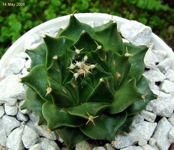 Obregonia _denegrii_ 03